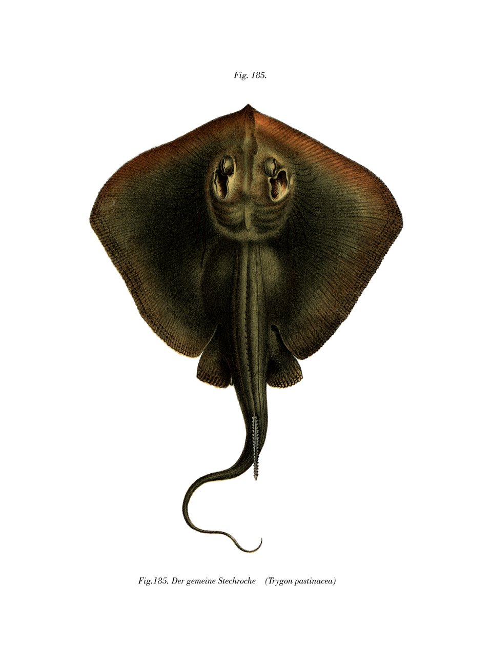Sting Ray (színes litó) alkotó: German School