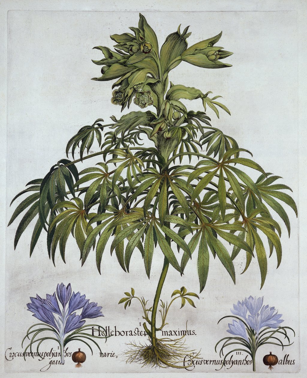 Büdös hunyor és kétféle sáfrány, a Hortus Eystettensisből, Basil Besler (1561-1629), pub. 1613 (kézzel színezett metszet) alkotó: German School