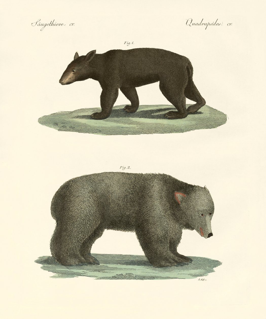 Furcsa medvék (színes metszet) alkotó: German School