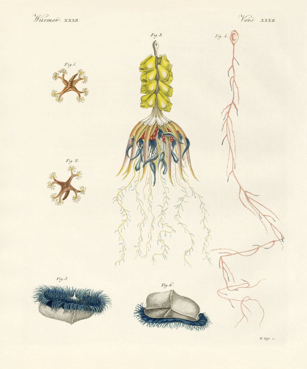 Furcsa fésűs zselé (színes gravírozás) alkotó: German School