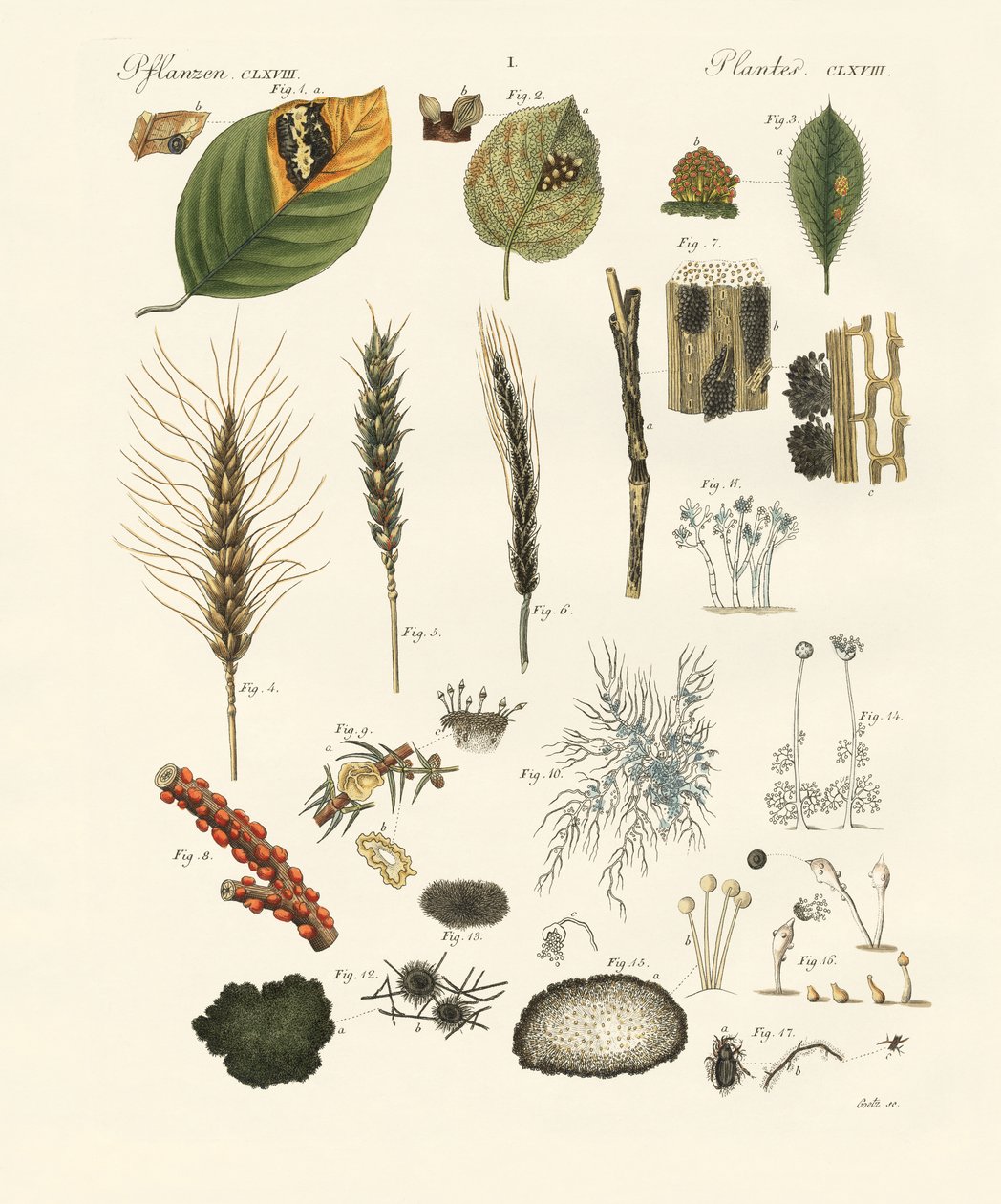 Furcsa poros és cérnás gomba (színes gravírozás) alkotó: German School