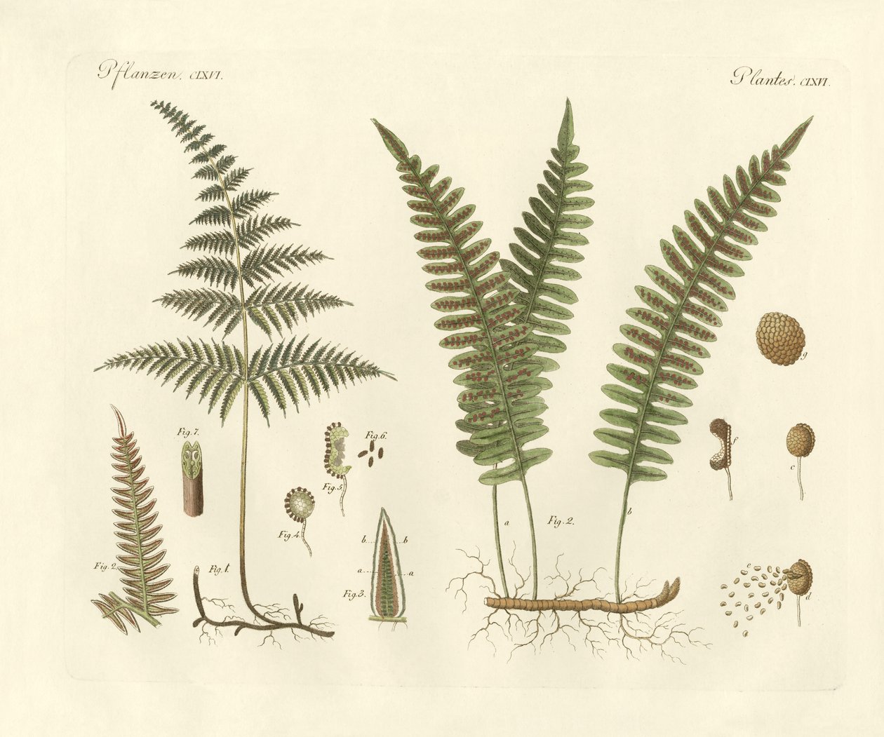 Furcsa füvek (színes metszet) alkotó: German School