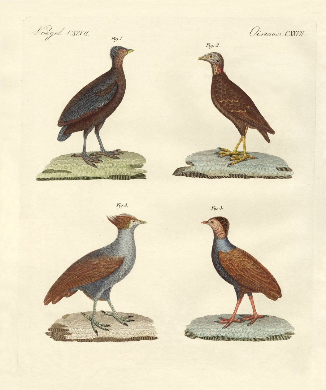 Furcsa tyúkszerű madarak (színes metszet) alkotó: German School