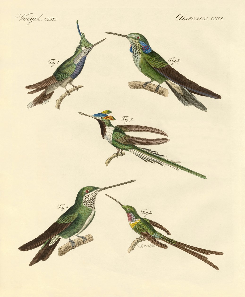 Furcsa kolibri (színes metszet) alkotó: German School