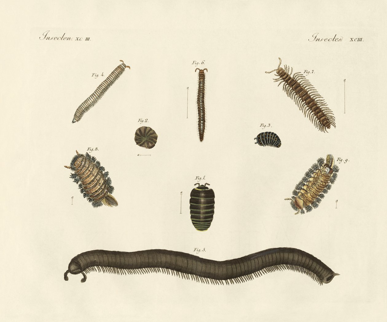 Furcsa rovarok (színes gravírozás) alkotó: German School