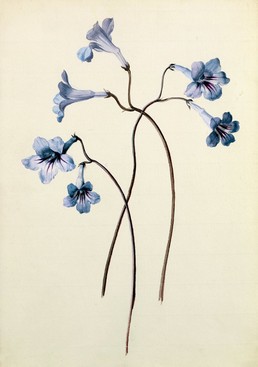Streptocarpus, 1790 körül (wc papíron) alkotó: German School