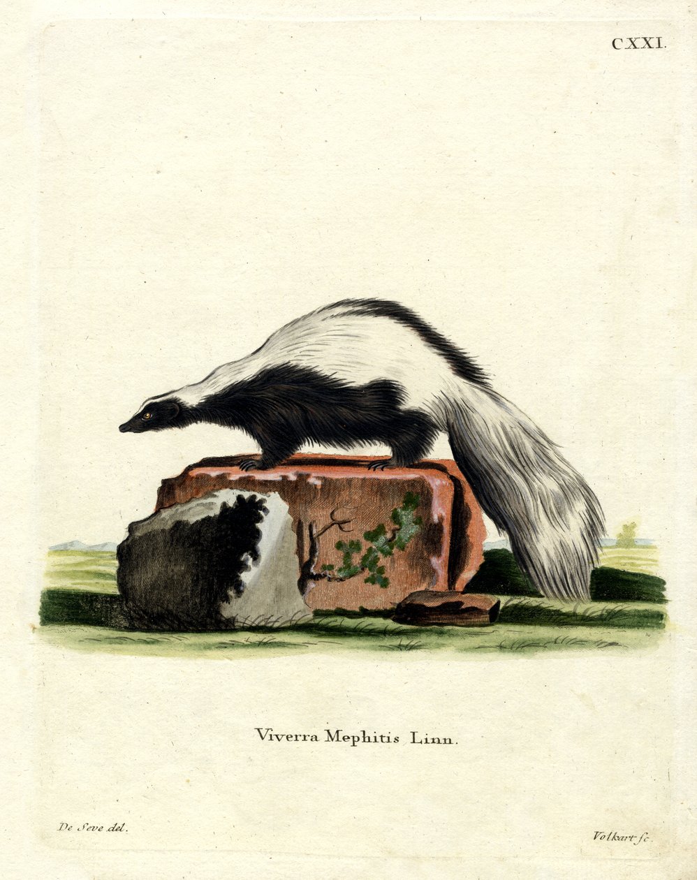 Csíkos Skunk (színes gravírozás) alkotó: German School