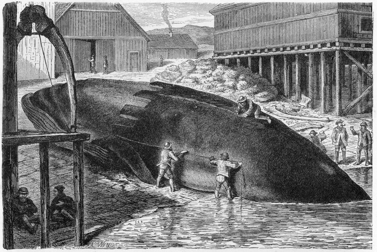 Bálna eltávolítása egy bálnáról Finnországban, 1893 alkotó: German School