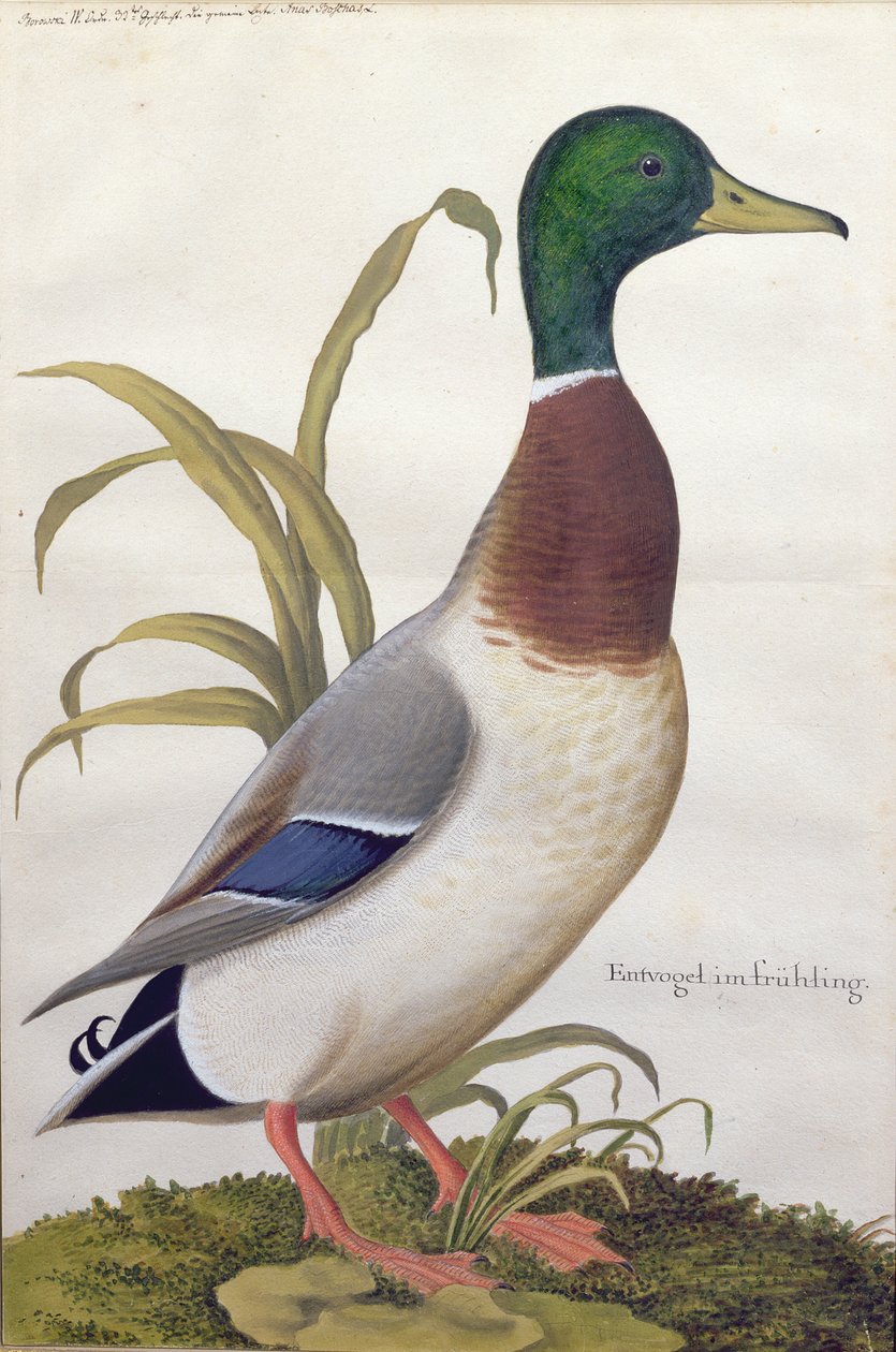 Tanulmány egy tőkés kacsáról, 1790 körül (wc gouache papíron) alkotó: German School