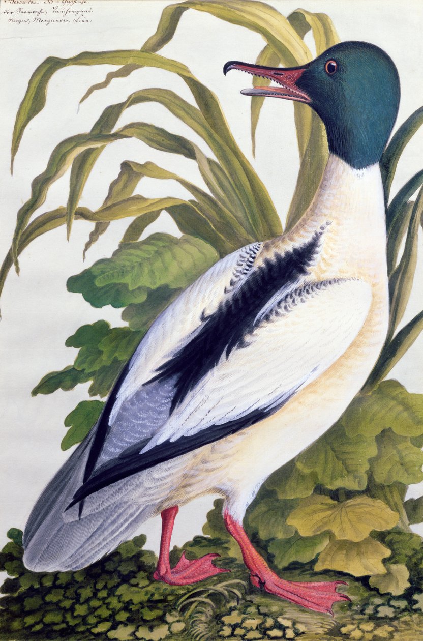 Tanulmány egy tőkés kacsáról, 1790 körül (wc gouache papíron) alkotó: German School