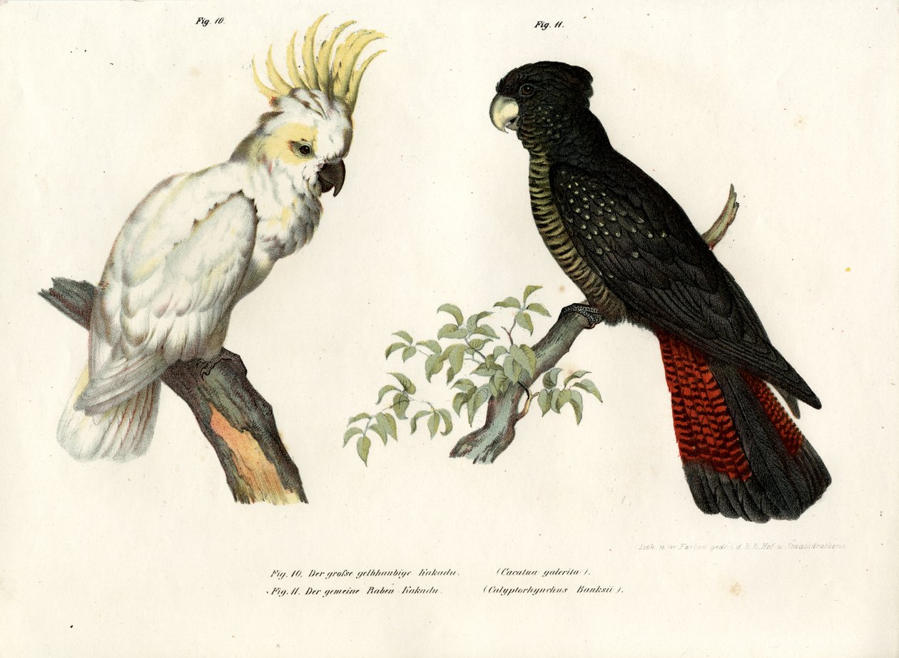 Kénes tarajos kakadu, 1864 alkotó: German School