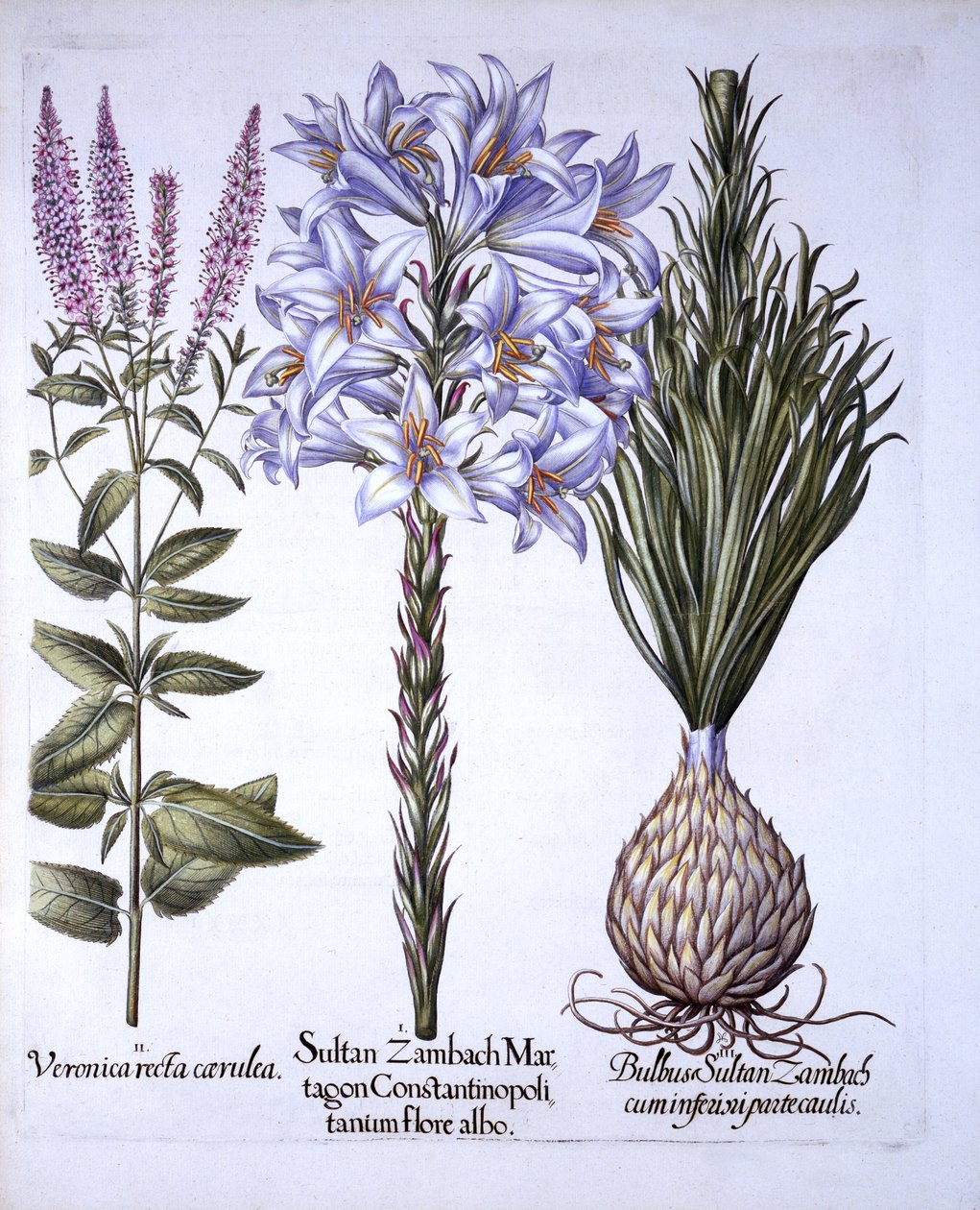 Zambach szultán Lily and Bulb, Veronica, a Hortus Eystettensisből, Basil Besler (1561-1629), pub. 1613 (kézzel színezett metszet) alkotó: German School