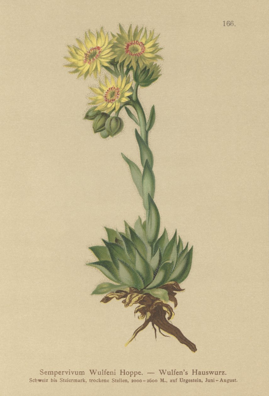 Sun Houseleek (Sempervivum Wulfenii) alkotó: German School