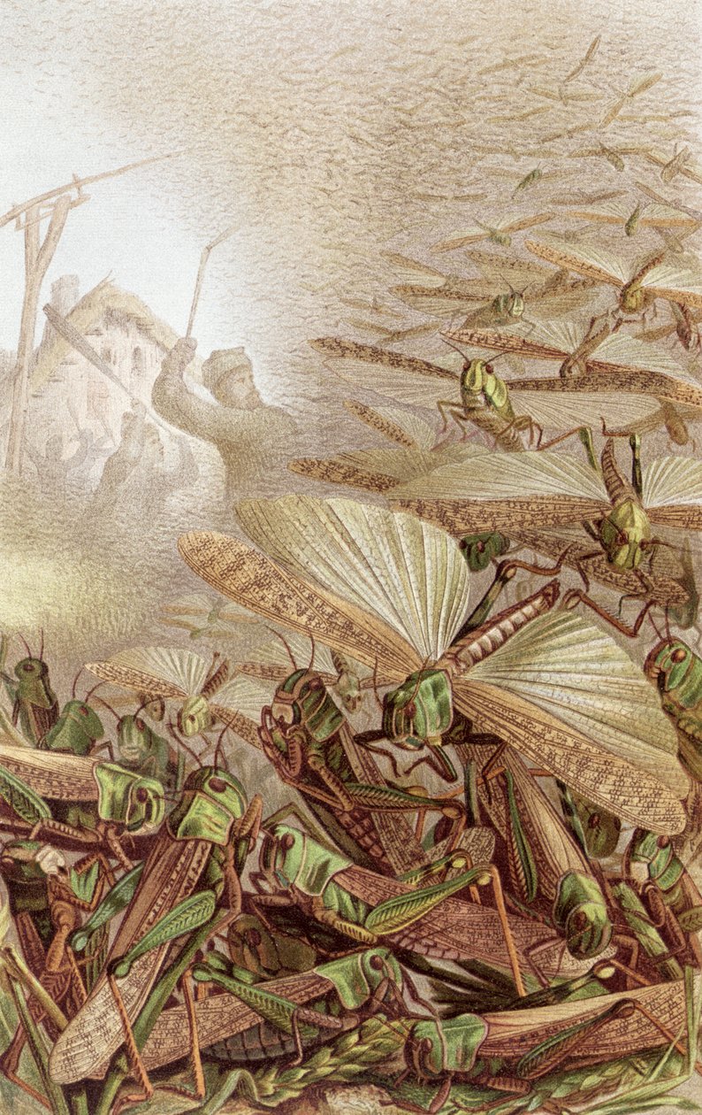 Vándorló sáskák raj, Brehms Tierleben lemeze: Allgemeine Kunde des Tierreichs, 9. köt., 592. o., a Bibliográfiai Intézet kiadása, 1892 alkotó: German School