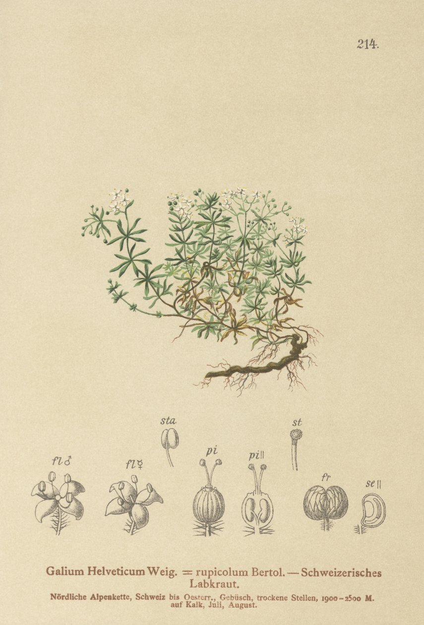Swiss Bedstraw (Swiss Galium, Galium rupicolum, Galium megalospermum) alkotó: German School