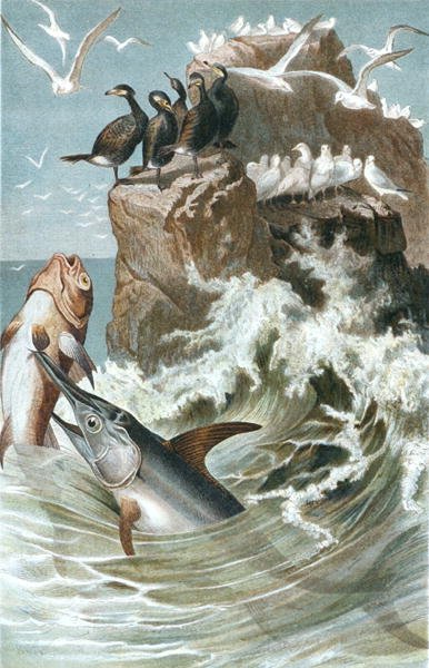 Kardhal, lemez a "Brehms Tierleben: Allgemeine Kunde des Tierreichs", 8. kötet, 78. o., Bibliographisches Institut kiadásában alkotó: German School