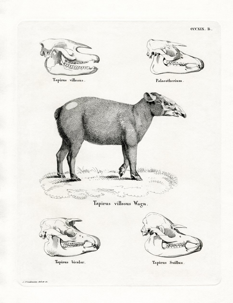 Tapir koponyák (színes metszet) alkotó: German School