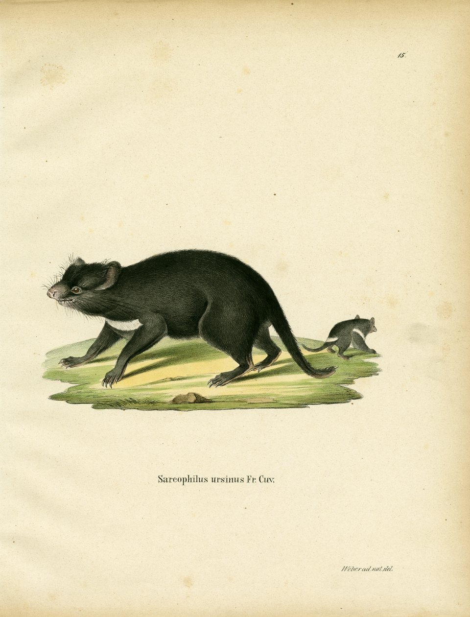 Tasmanian Devil (színes metszet) alkotó: German School