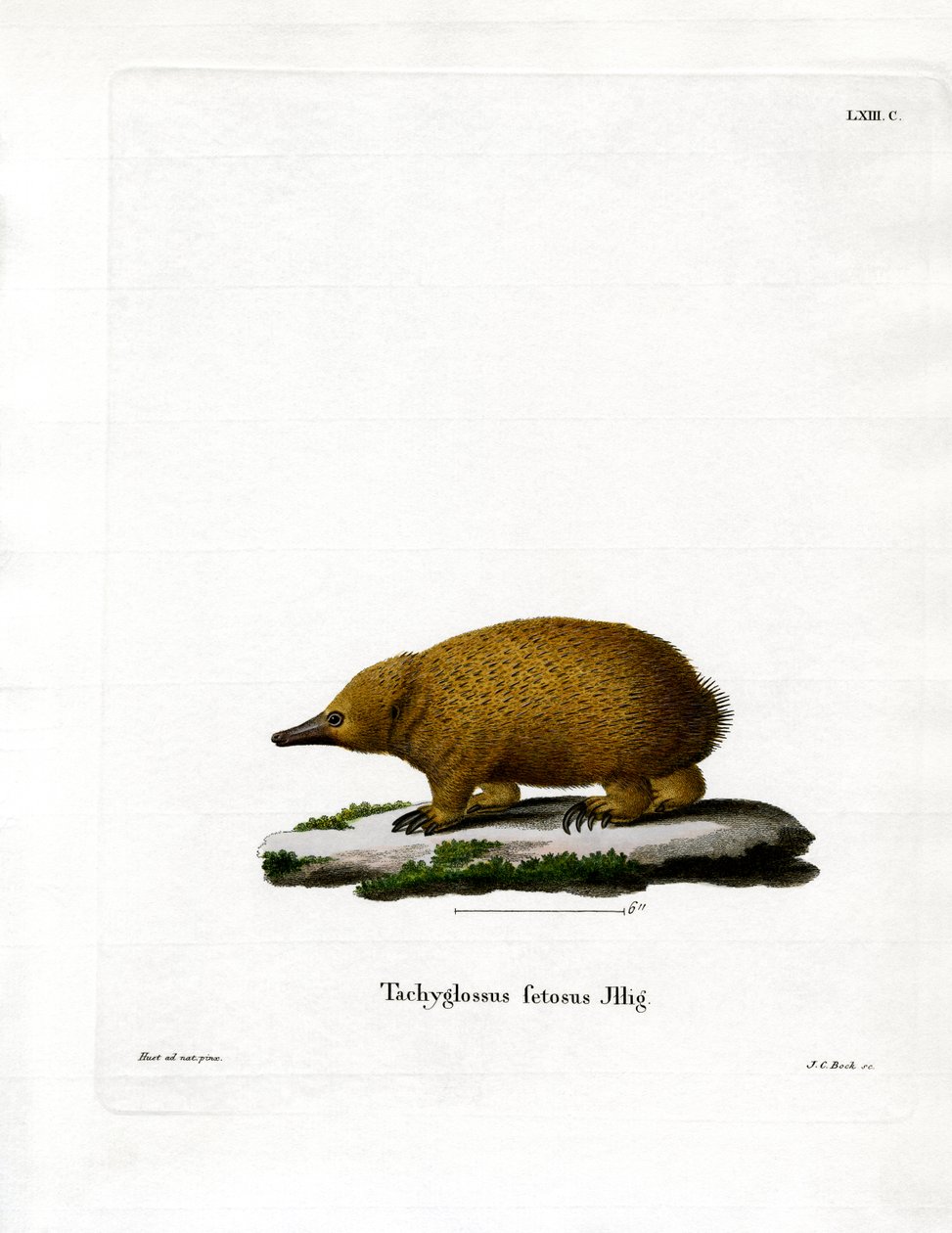 Tasmán rövidcsőrű echidna (színes metszet) alkotó: German School