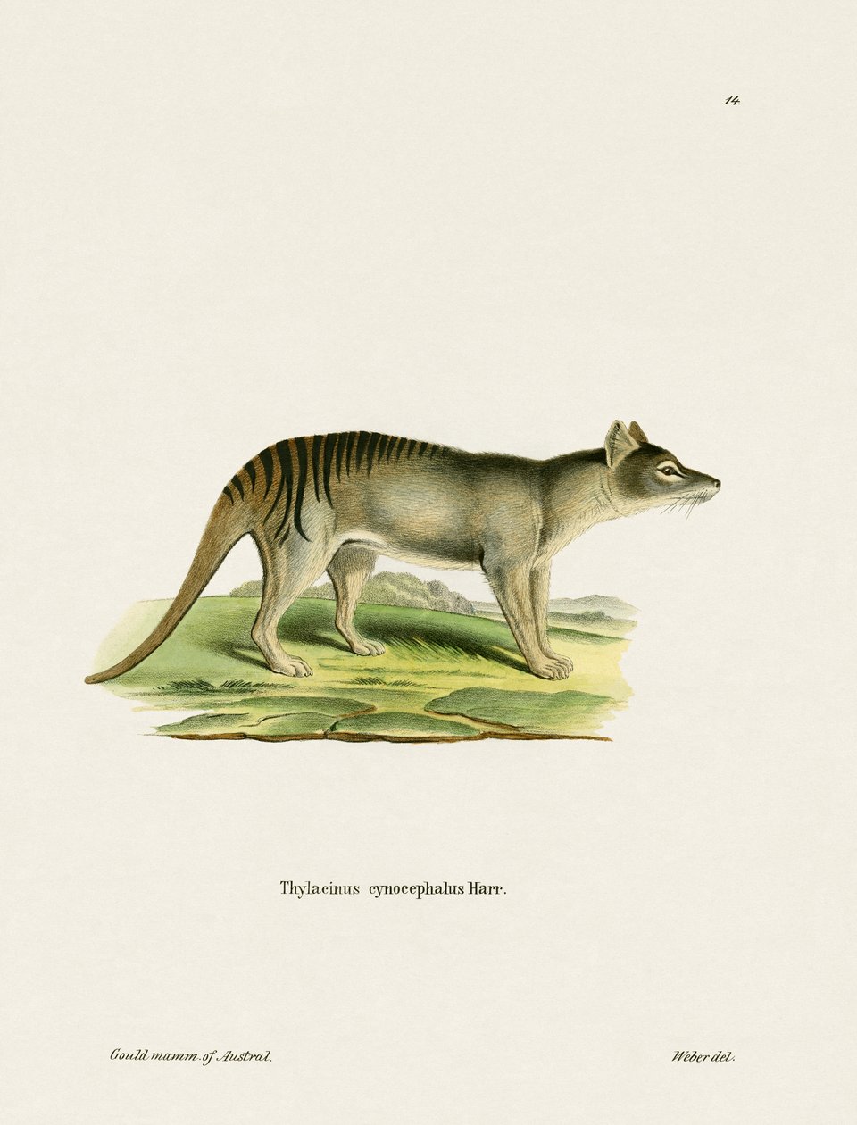 Tasmán tigris (színes metszet) alkotó: German School