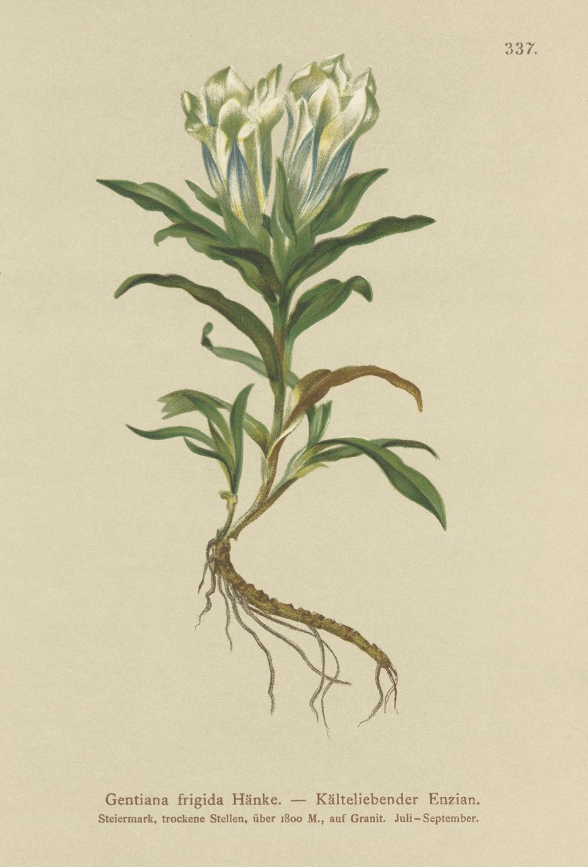 Tauern Gentian (Gentiana frigidum) alkotó: German School