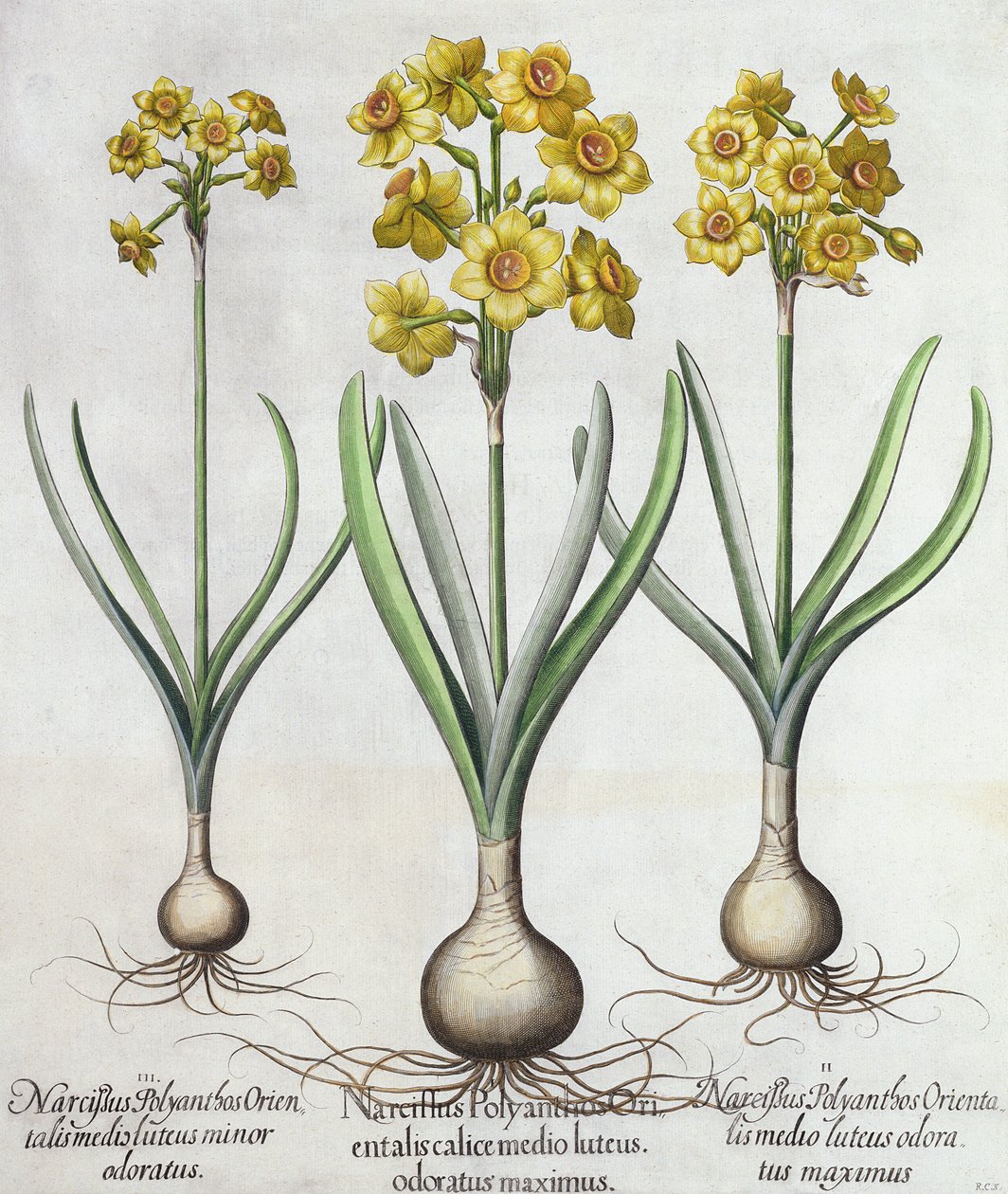 Tazetta Narcissi, a Hortus Eystettensisből, Basil Besler (1561-1629), pub. 1613 (kézzel színezett metszet) alkotó: German School