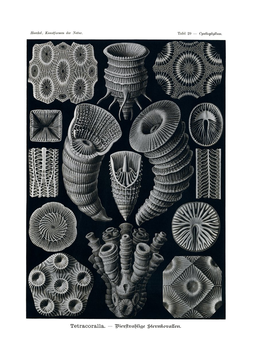 Tetracoralla, 1899-1904 alkotó: German School