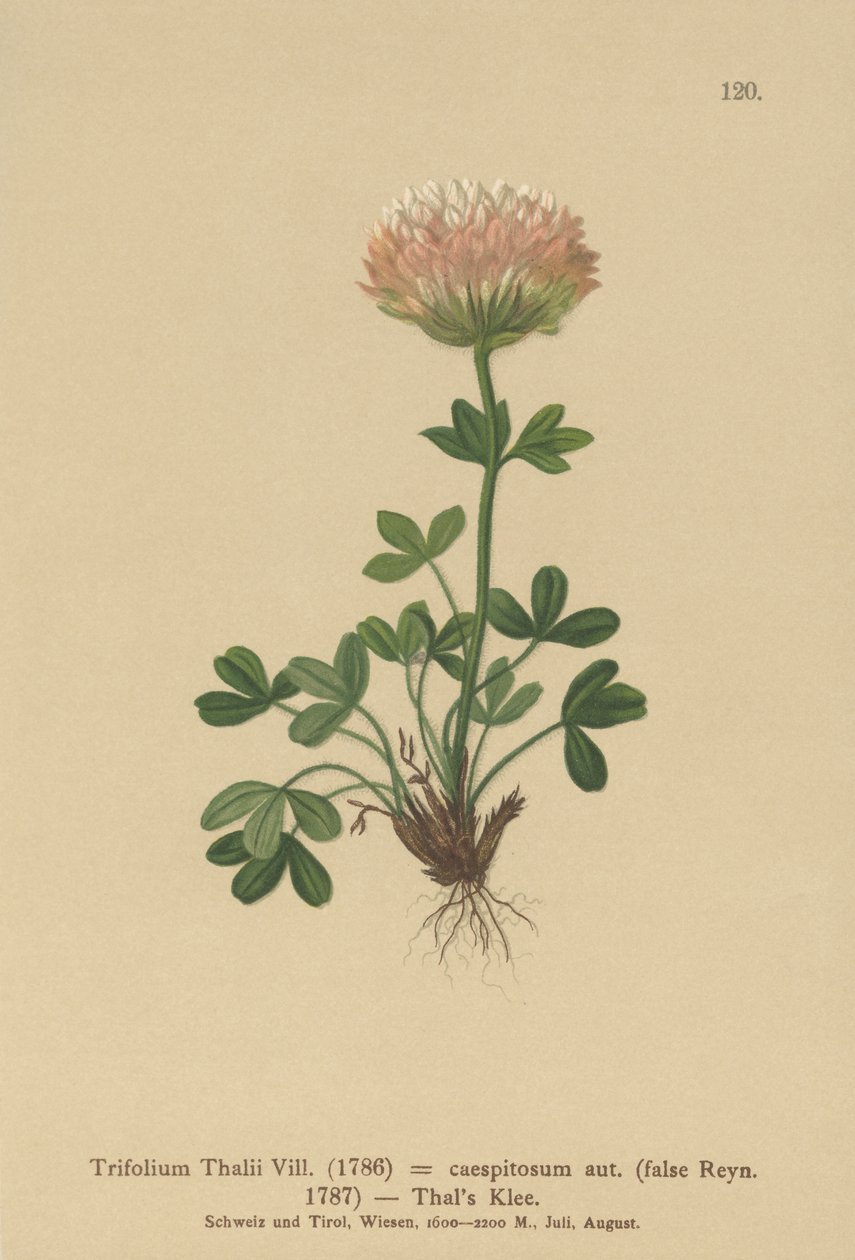 Thals lóhere (Trifolium Thalii, Trifolium caespitosum) alkotó: German School