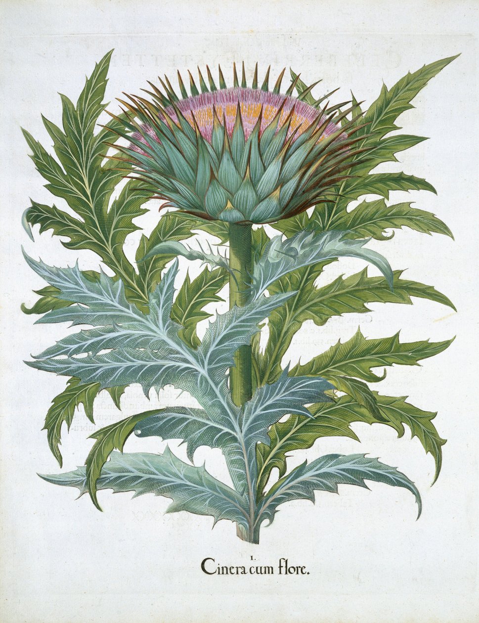 A Cardoon, a Hortus Eystettensisből, Basil Besler (1561-1629), pub. 1613 (kézzel színezett metszet) alkotó: German School