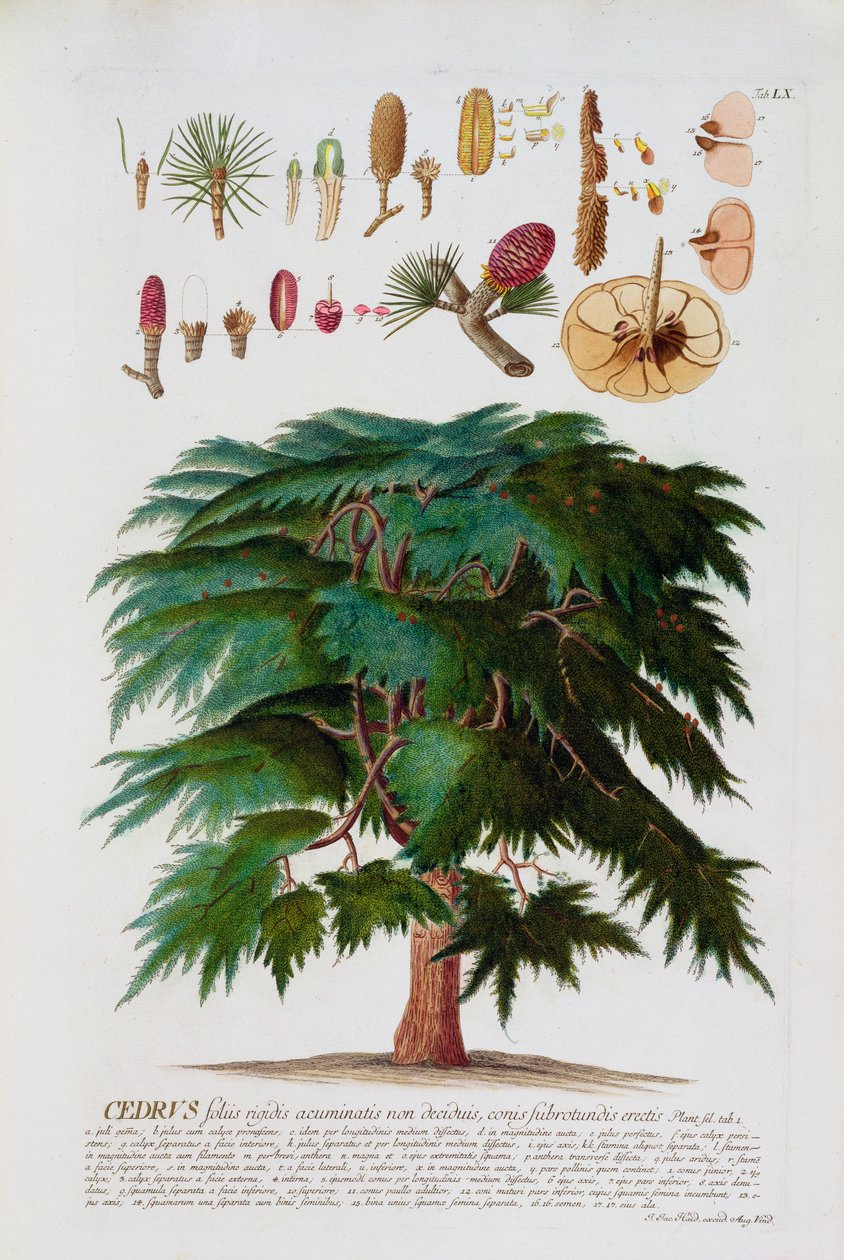 A cédrus, Johann Jakob Haid (1704-67) metszete 60. tábla egy botanikai könyvből, kocsmából. írta Augustus Vind alkotó: German School