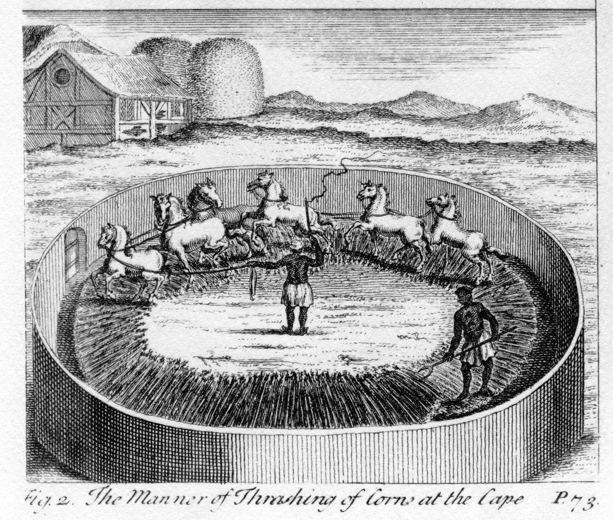 The Manner of Thrashing of Corn at the Cape, illusztráció a 