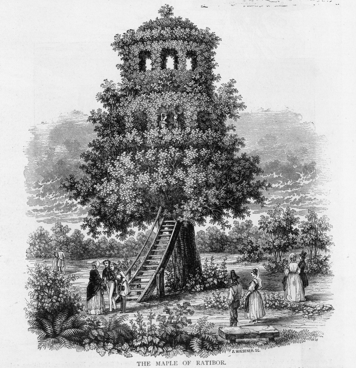 A Ratibori juhar, Szilézia, 1893 alkotó: German School