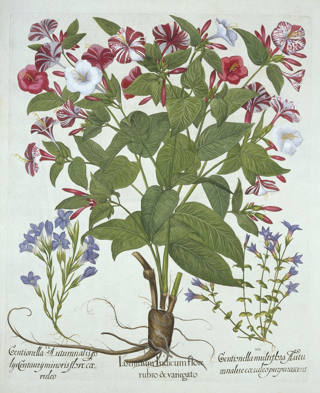 The Marvel of Peru and Two Varieties of Gentian, Hortus Eystettensis, Basil Besler (1561-1629), pub. 1613 (kézzel színezett metszet) alkotó: German School