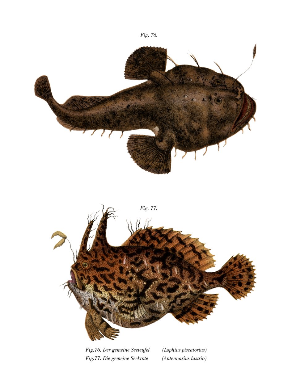 Monkfish (színes litó) alkotó: German School