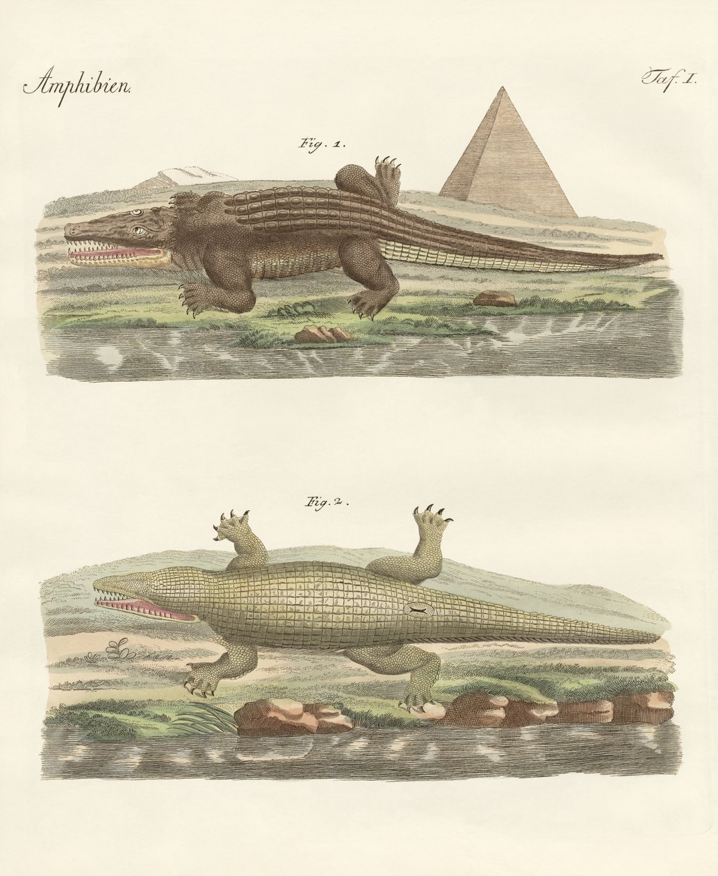 A krokodil alkotó: German School