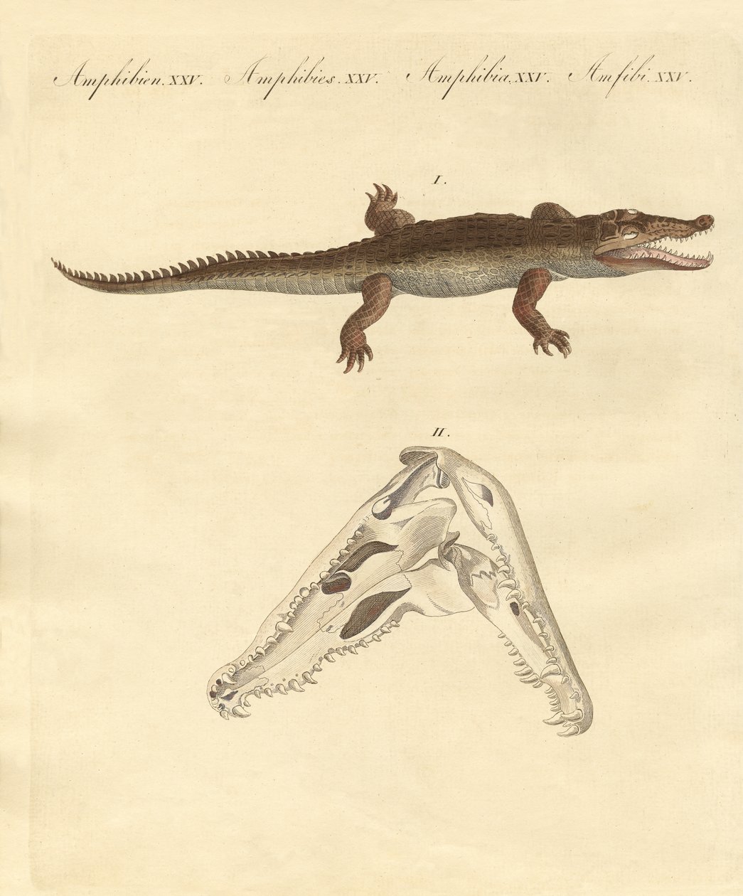 A krokodil St. Domingo-ból (színes metszet) alkotó: German School