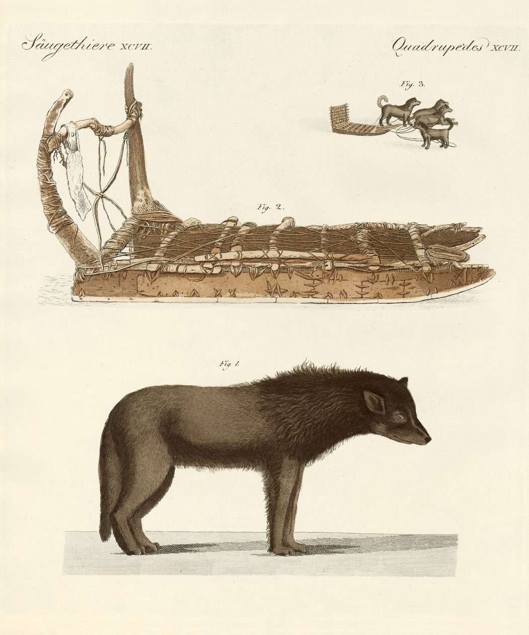 A Baffin-öböl kutyája (színes metszet) alkotó: German School