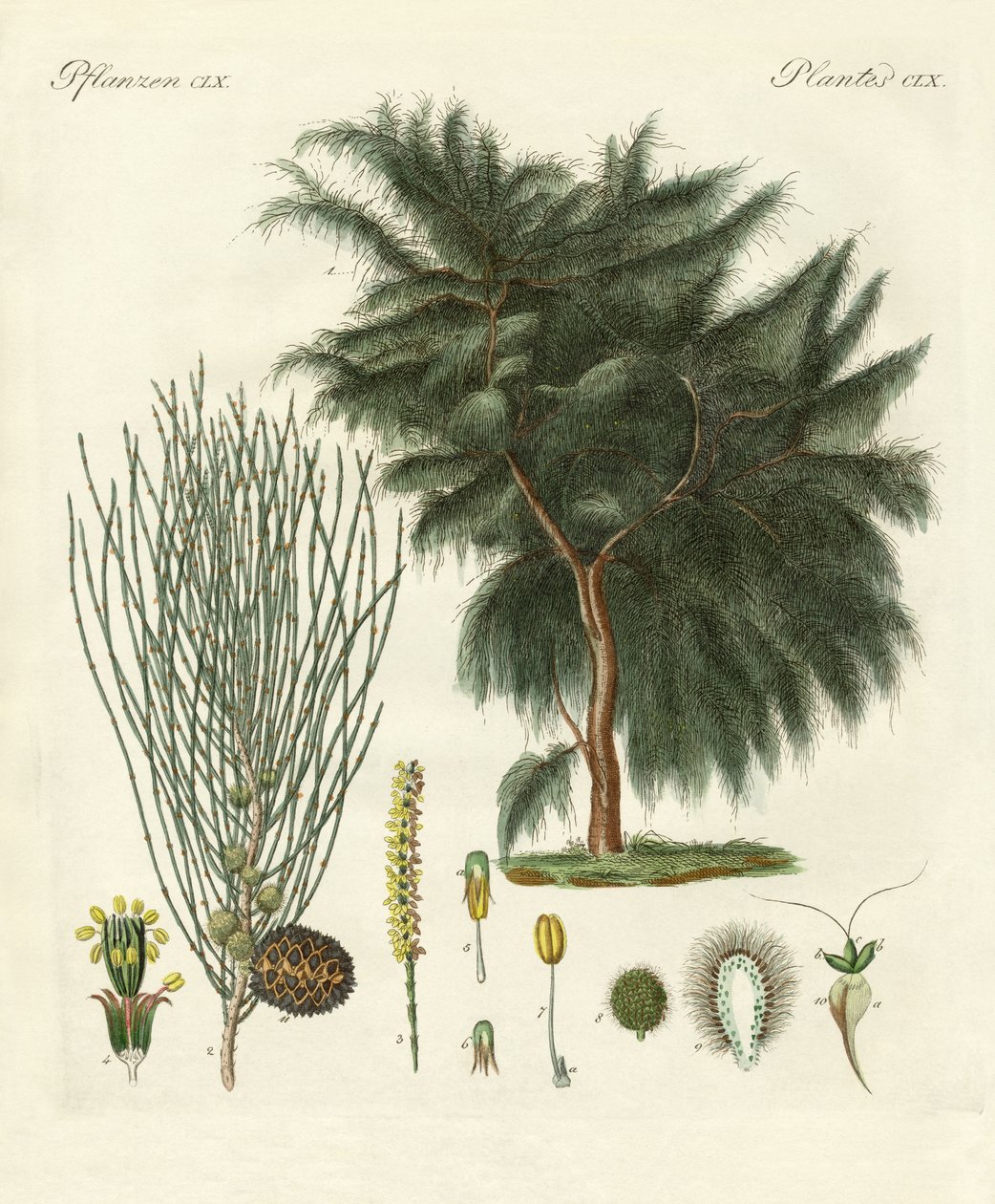 A négyszárnyú casuarina (színes metszet) alkotó: German School