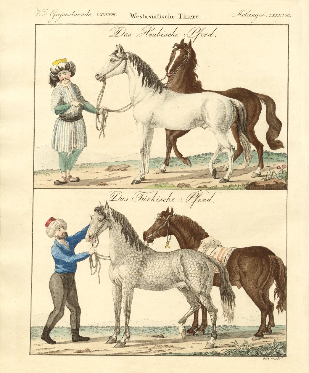 A ló különböző fajtáival (színes metszet) alkotó: German School