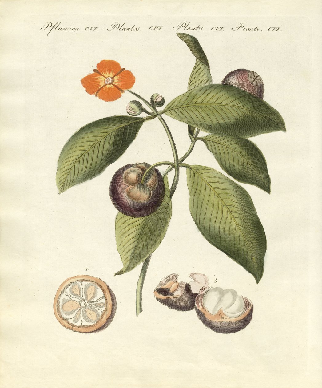 A mangosztánfa (színes metszet) alkotó: German School