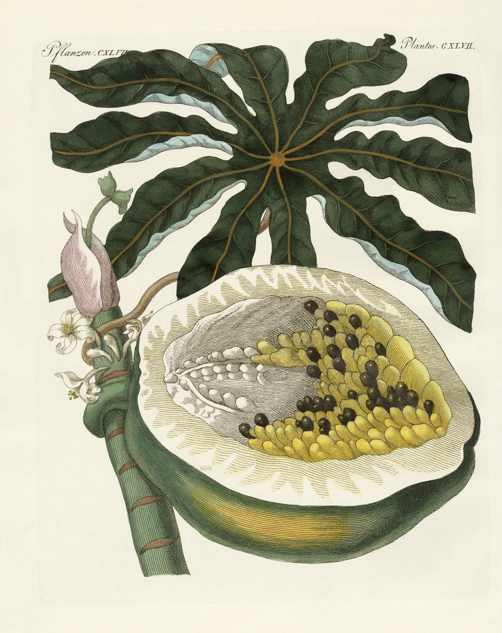 A dinnye vagy papaya fa (színes metszet) alkotó: German School