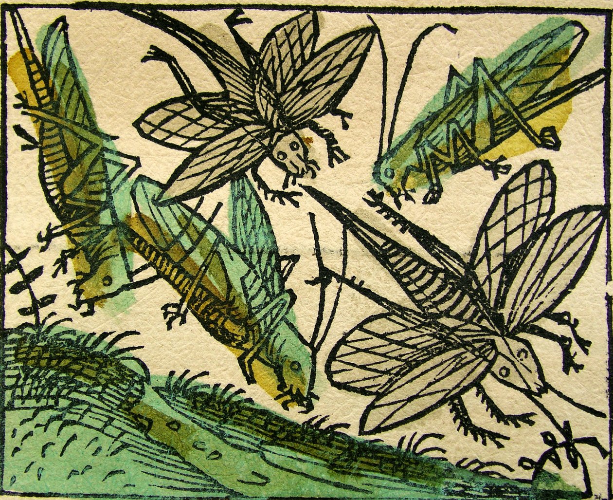 A sáskák pestisjárványa, megjelent a Nürnbergi Krónikában, 1493 alkotó: German School