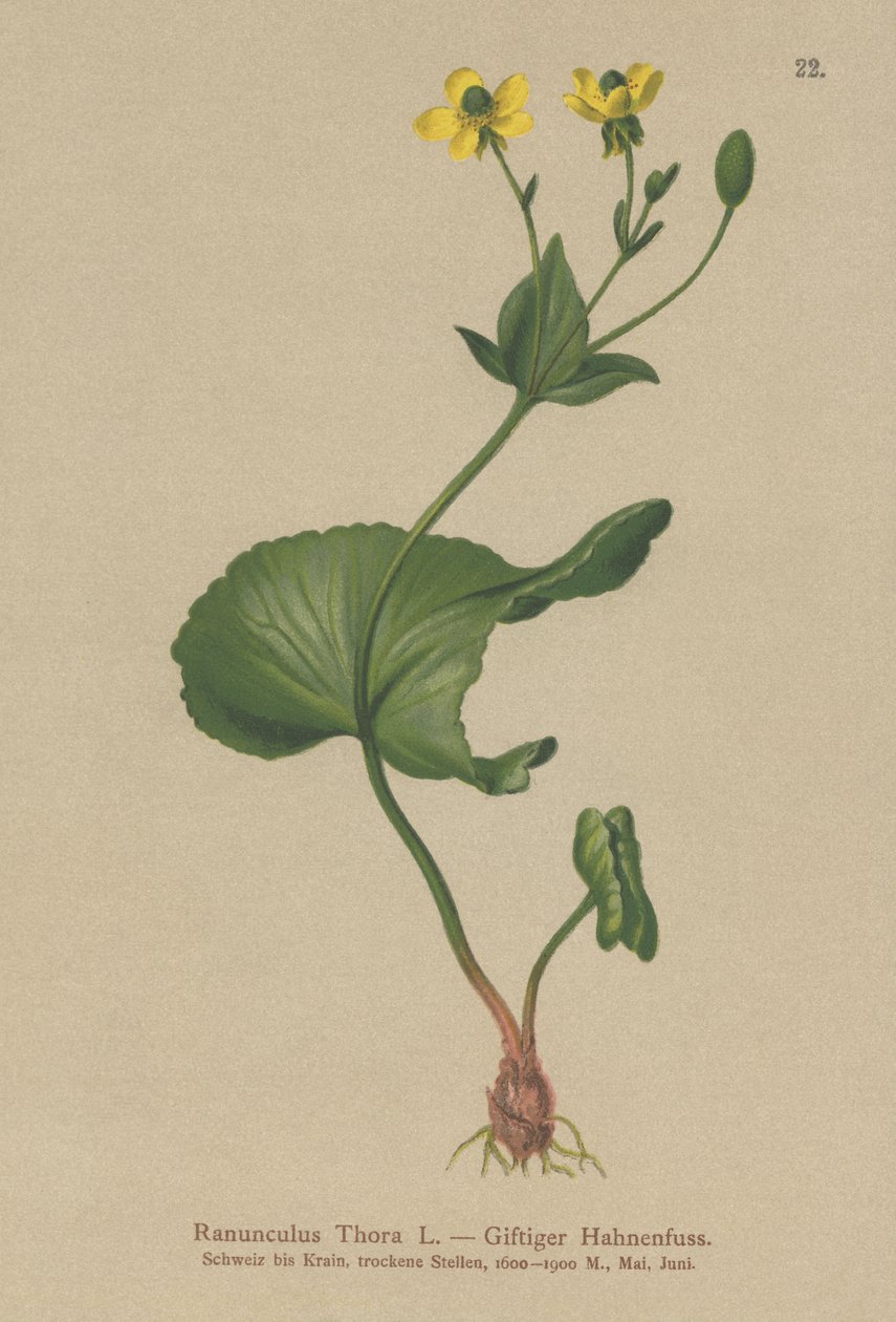 Thora Boglárka (Ranunculus Thora) alkotó: German School