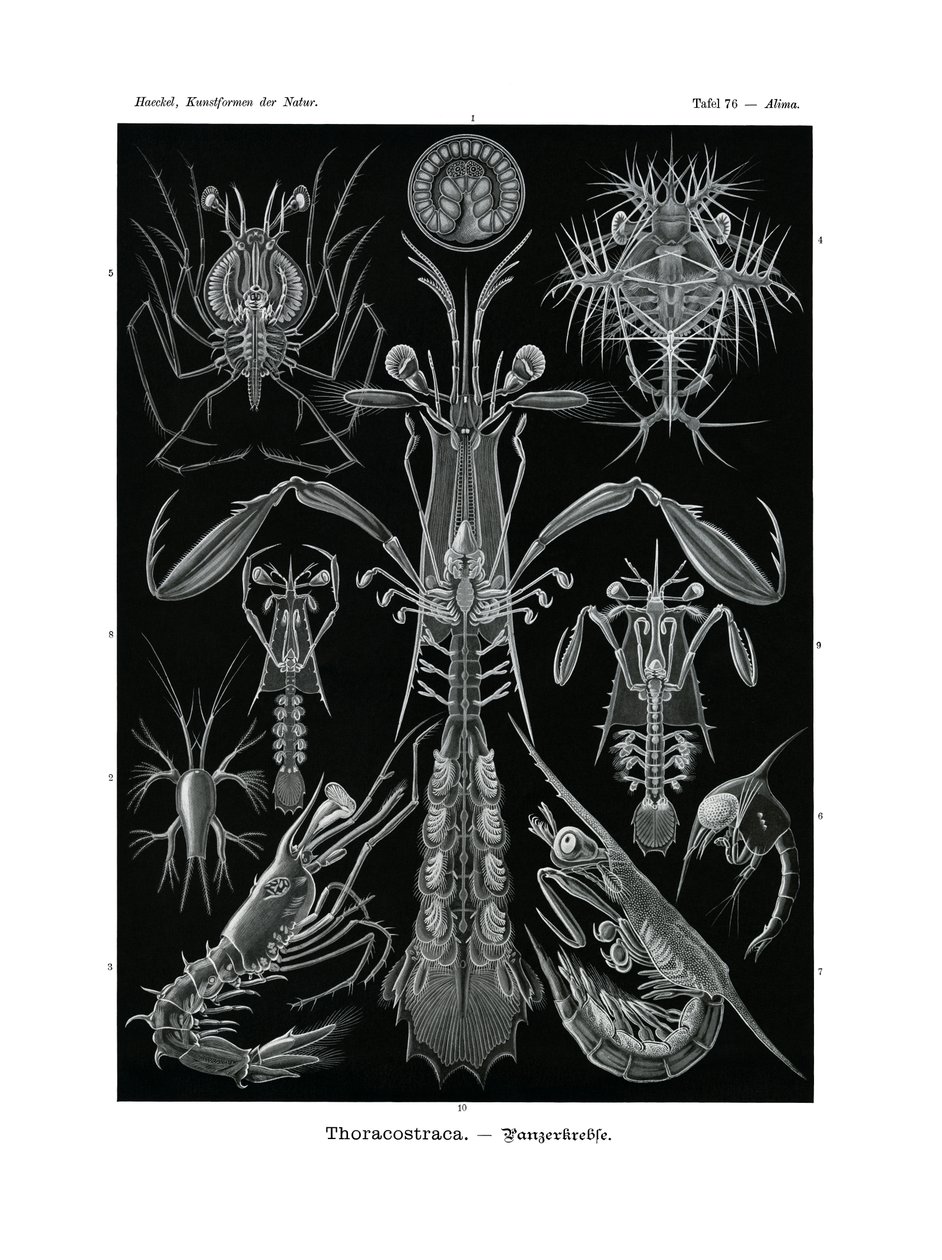 Thoracostraca, 1899-1904 alkotó: German School
