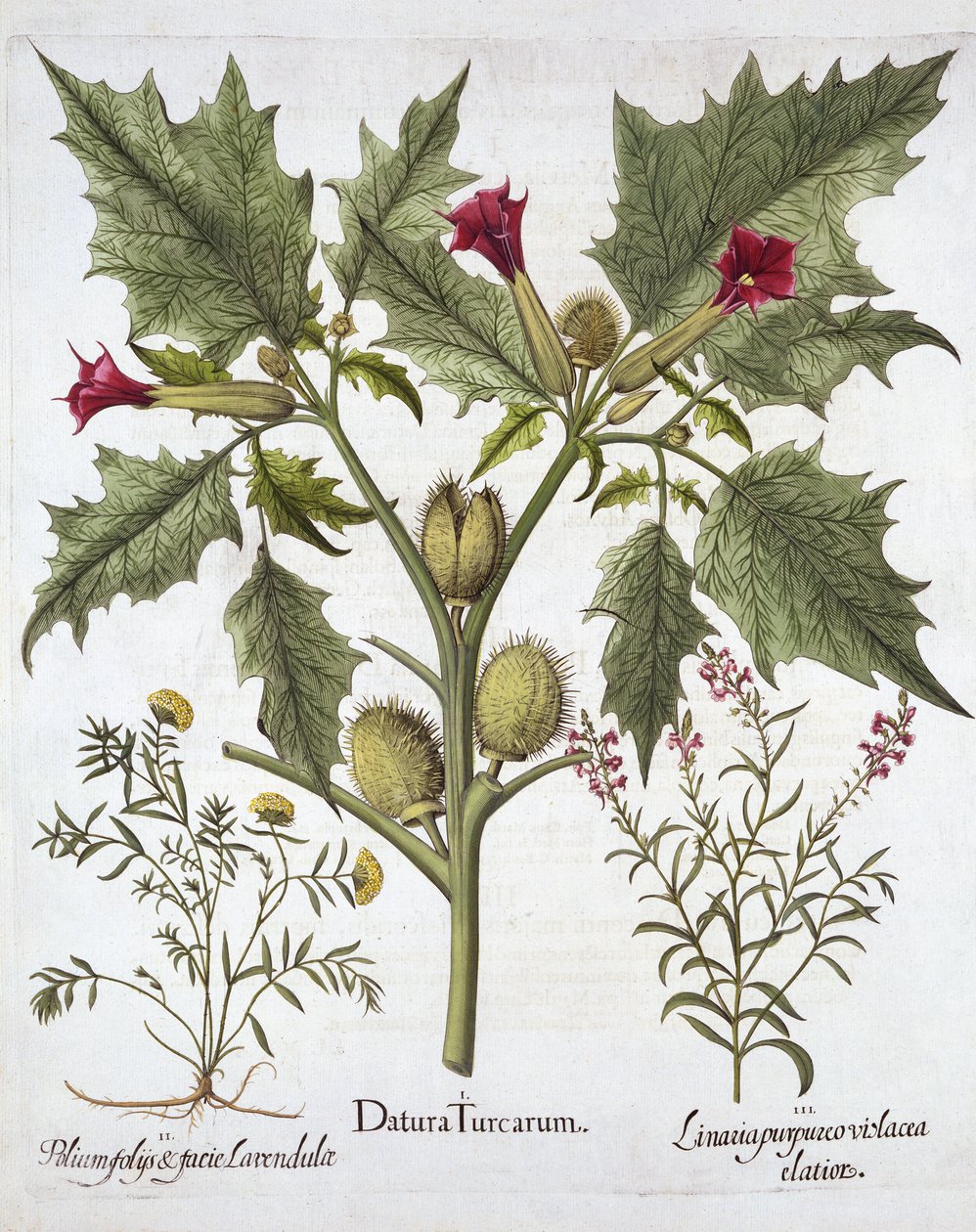 Thorn Apple, Germander and Purple Toadflax, Hortus Eystettensis, Basil Besler (1561-1629), pub. 1613 (kézzel színezett metszet) alkotó: German School