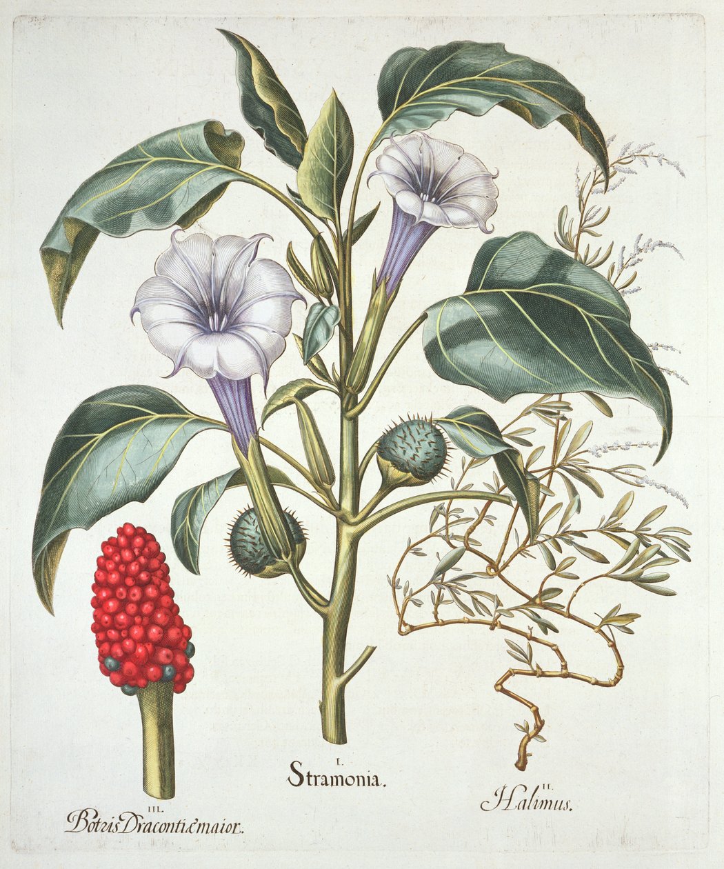 Tövisalma, a Hortus Eystettensisből, Basil Besler (1561-1629), pub. 1613 (kézzel színezett metszet) alkotó: German School