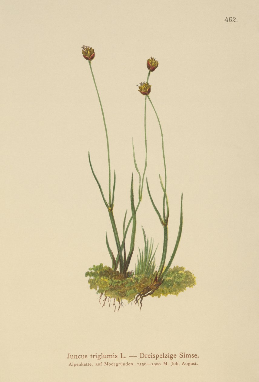 Háromhéjú rózsa (Juncus triglumis) alkotó: German School