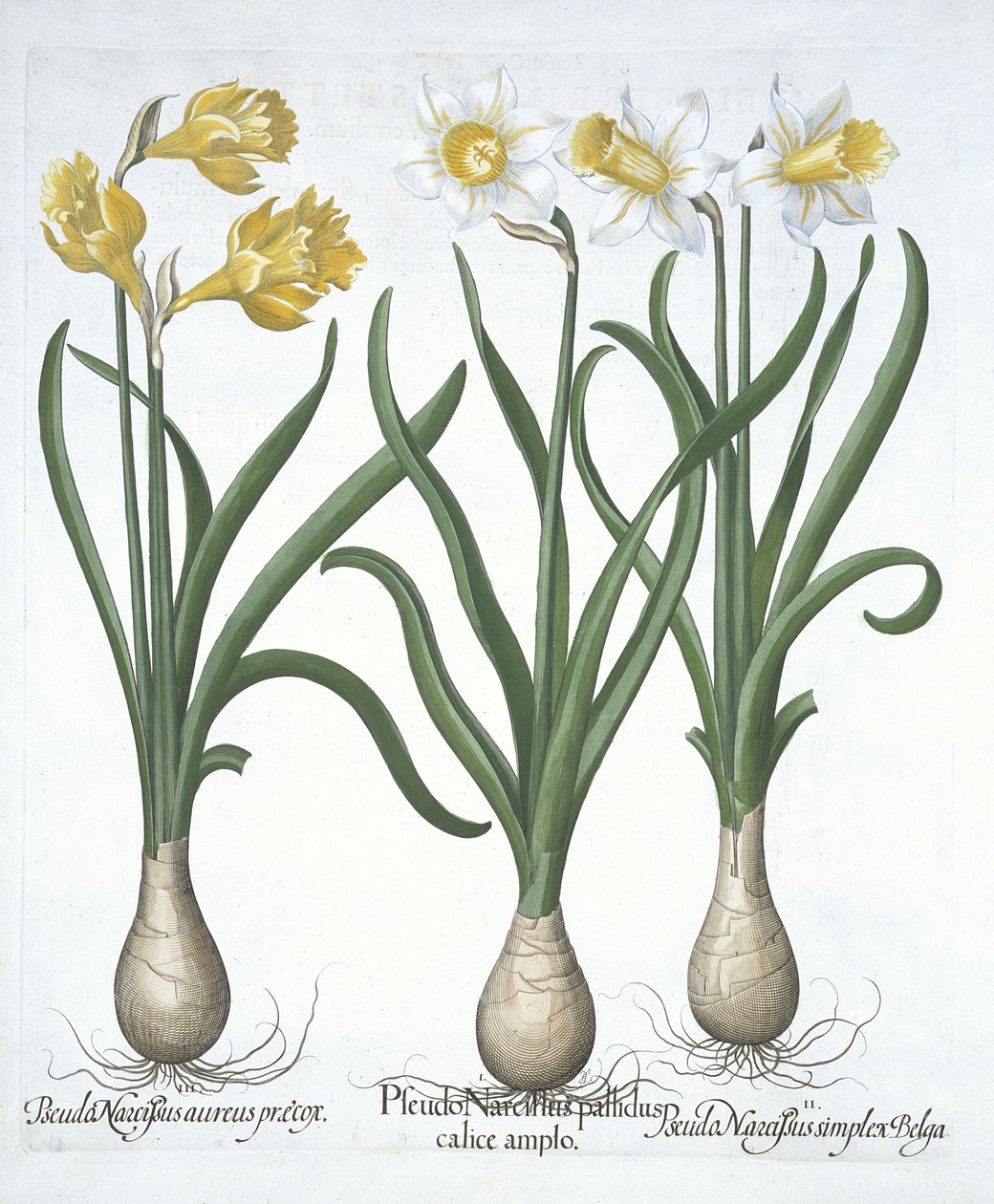 Három álnárcisz, a Hortus Eystettensisből, Basil Besler (1561-1629) pub. 1613 (kézzel színezett metszet) alkotó: German School