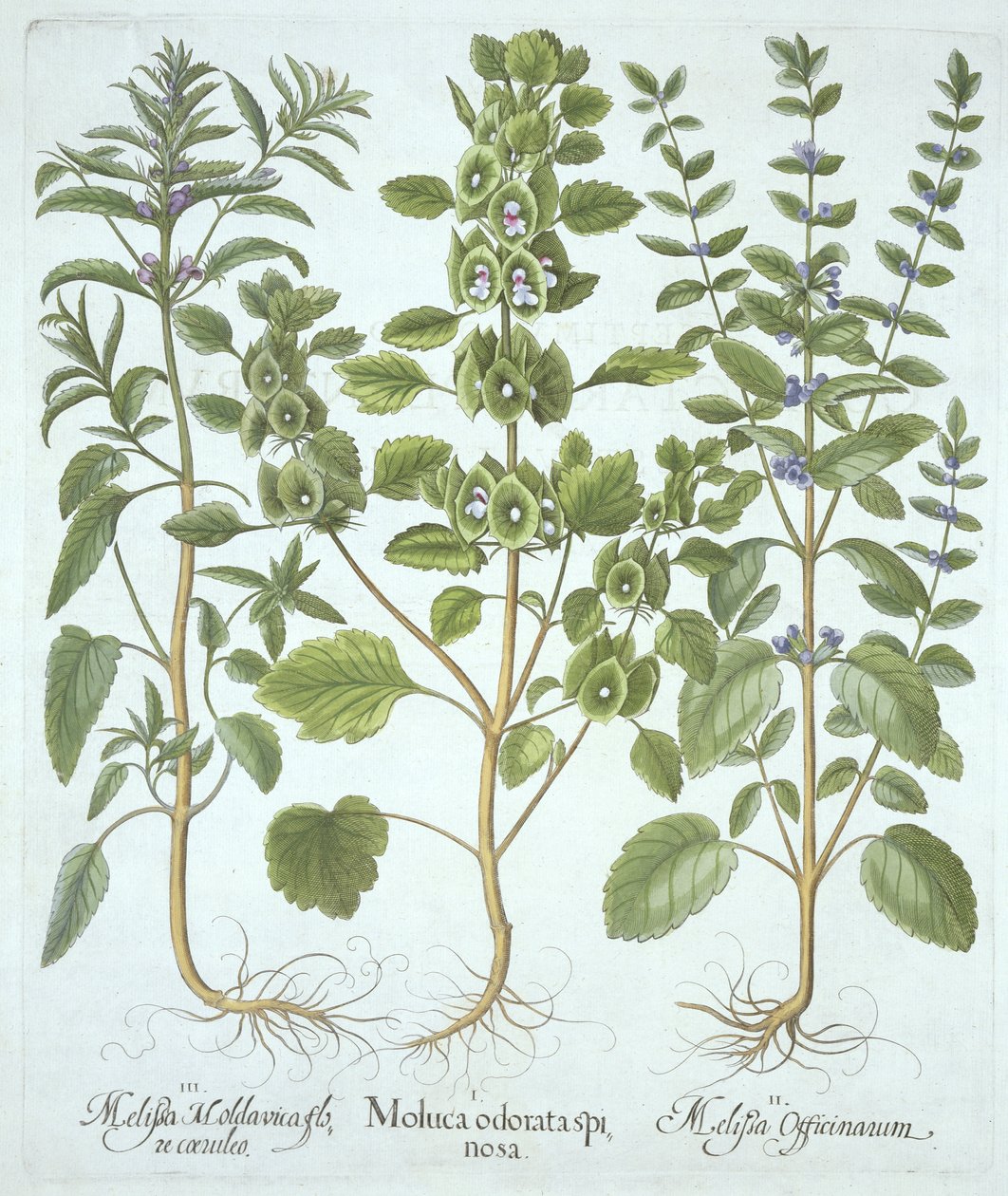 Háromféle balzsam, Hortus Eystettensis, Basil Besler (1561-1629), pub. 1613 (kézzel színezett metszet) alkotó: German School
