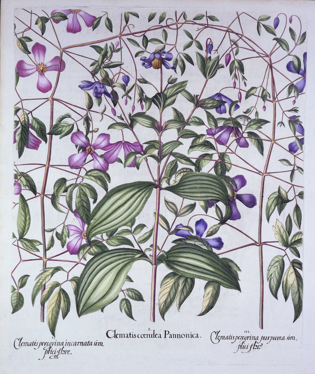 Háromféle klematisz, a Hortus Eystettensistől, Basil Besler (1561-1629), pub. 1613 (kézzel színezett metszet) alkotó: German School